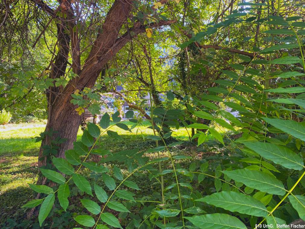 Gr�nanlage Aachenerstrasse