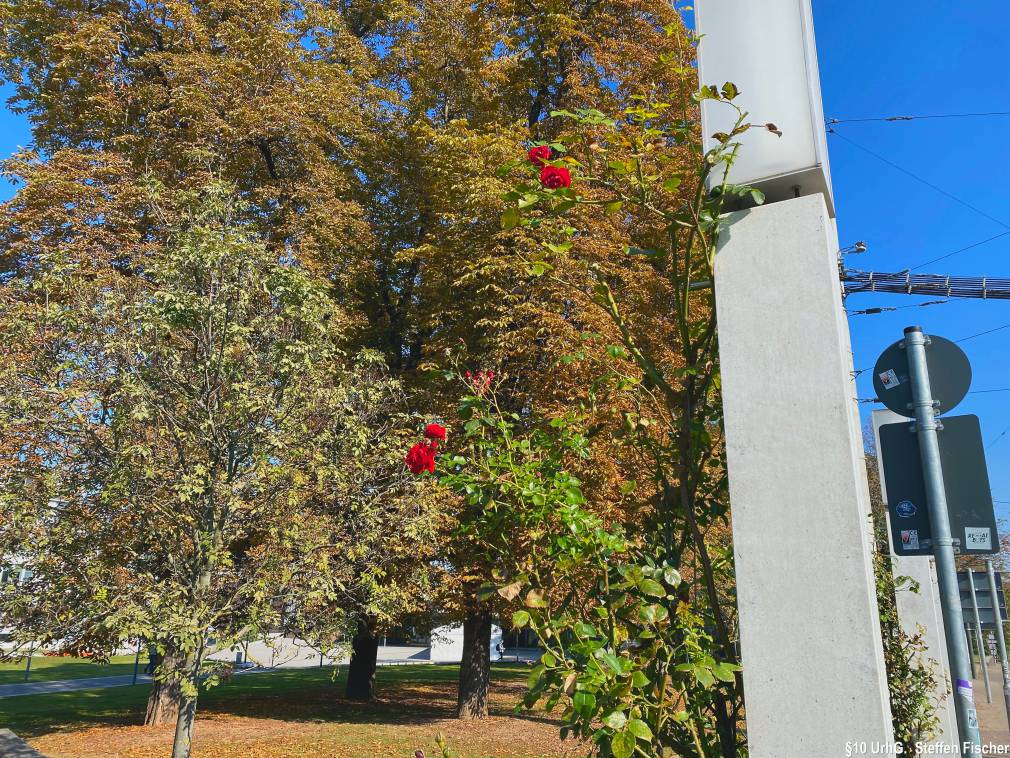 Gr�nanlage Berlinerplatz